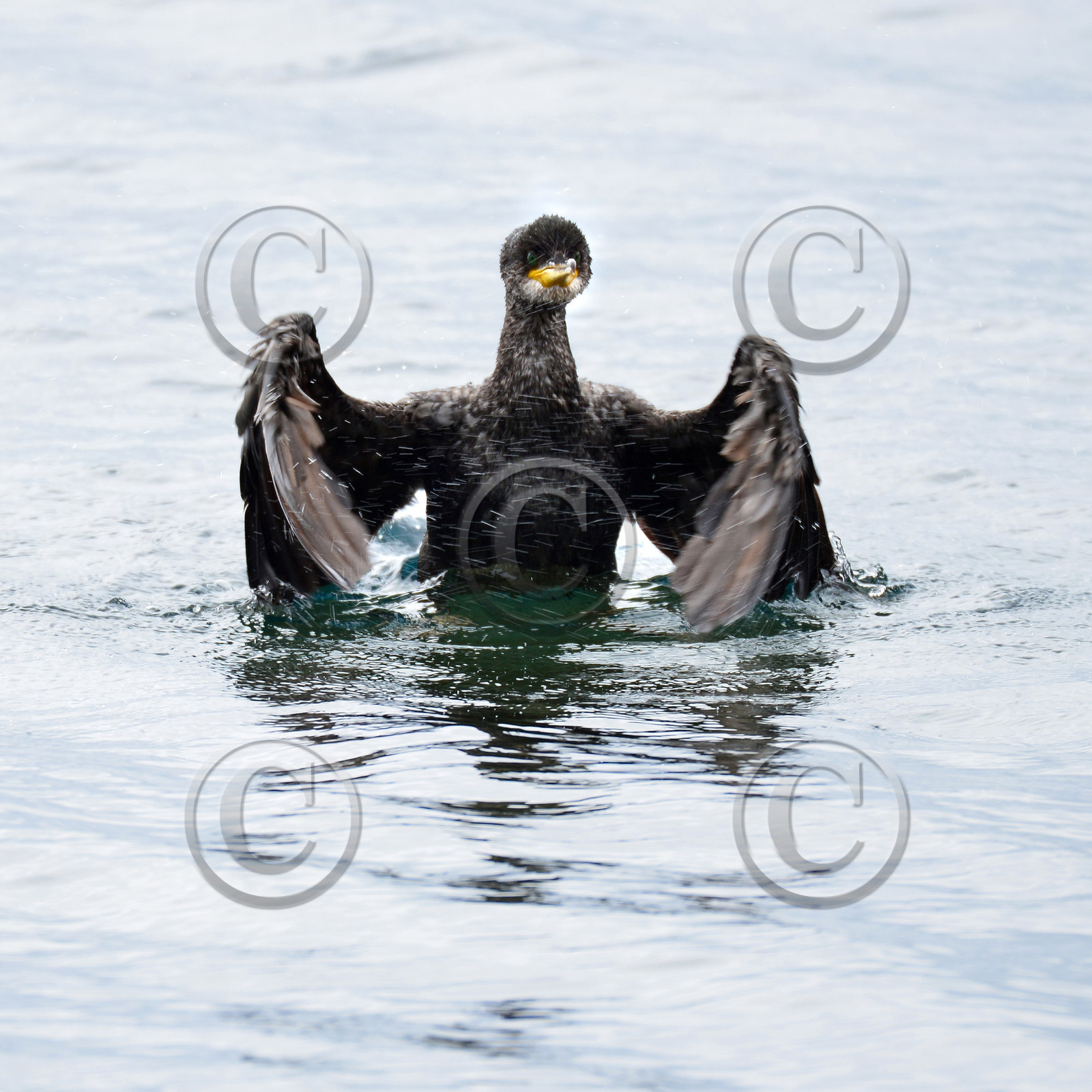 MISE A  JOUR  en cours