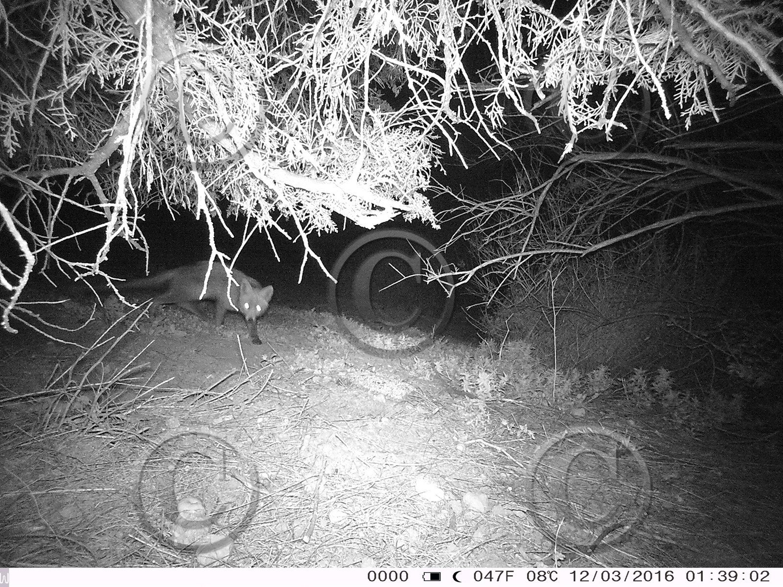 Renard dans les calanques RENARD FAUNE CALANQUE MARSEILLE