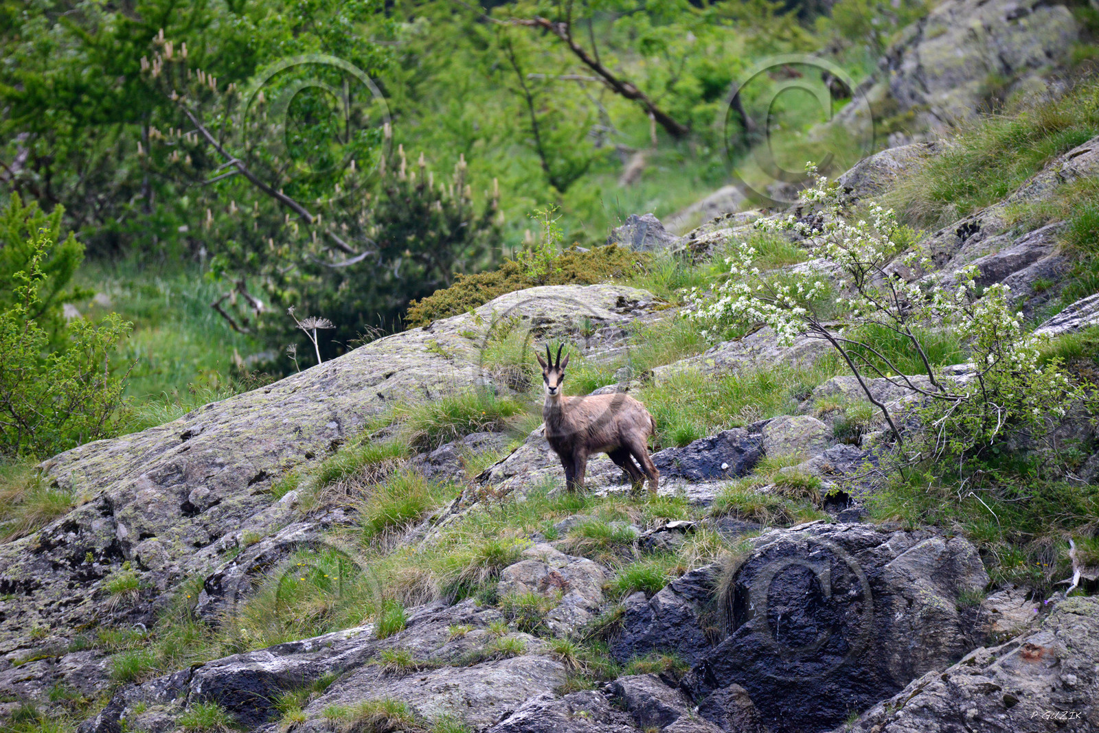 montagne haute alpes ,queyras, mercantour,alpes de haute provence,alpes maritime