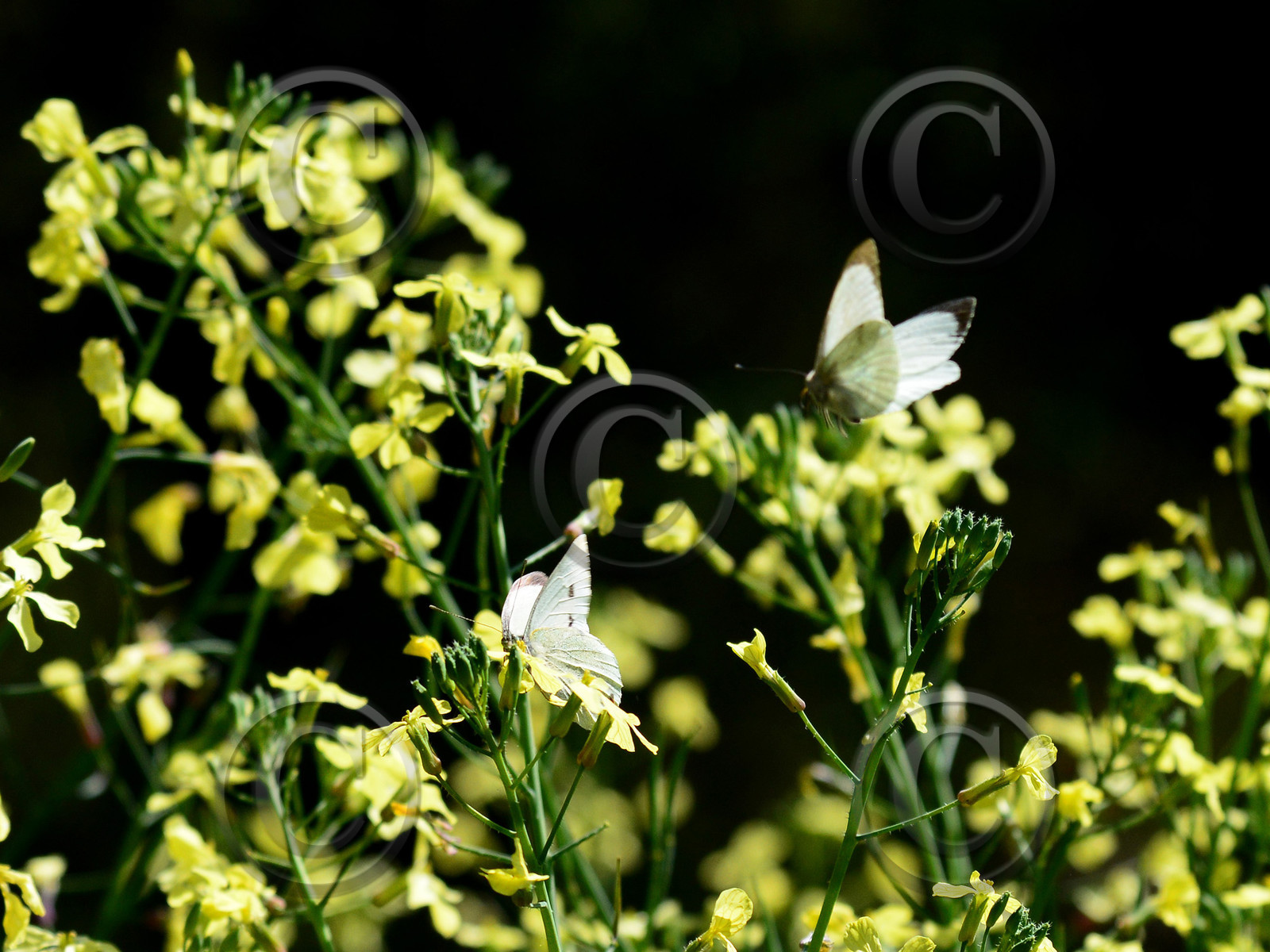 MISE A  JOUR  en cours