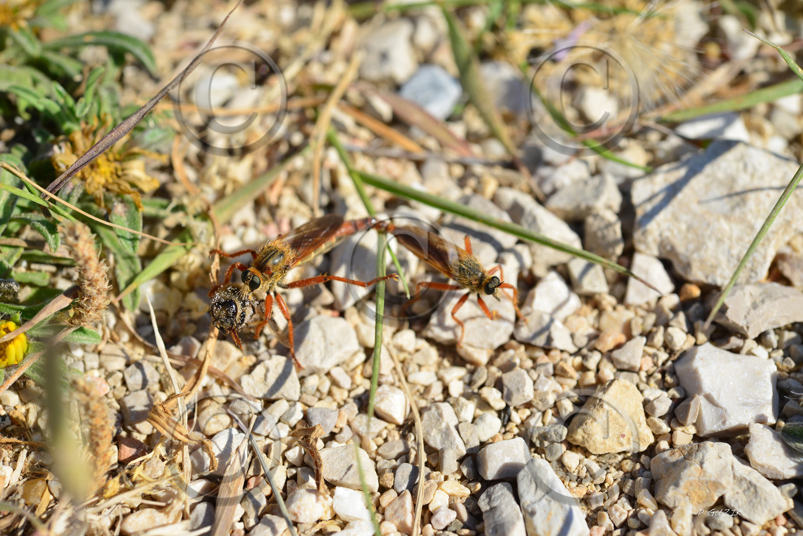 MISE A  JOUR  en cours