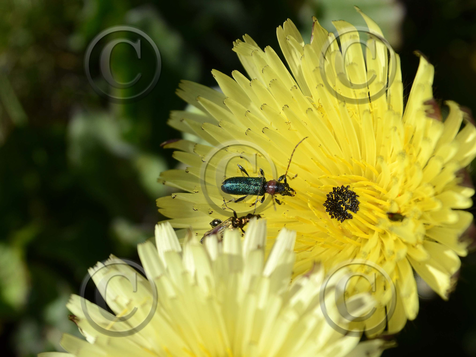 MISE A  JOUR  en cours