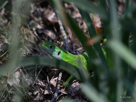 MISE A  JOUR  en cours