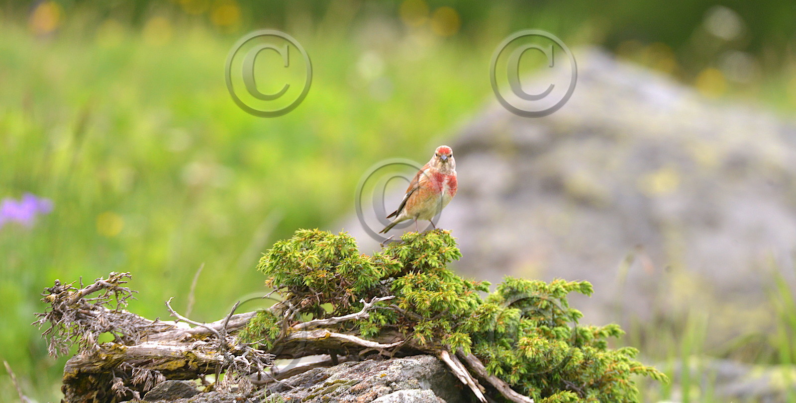 DANS LES ALPES DU SUD  , LE QUEYRAS