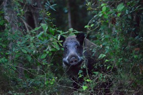 ref-600-faune-calanque-60x90-sanglier-2014-pastre-968-copie.jpg