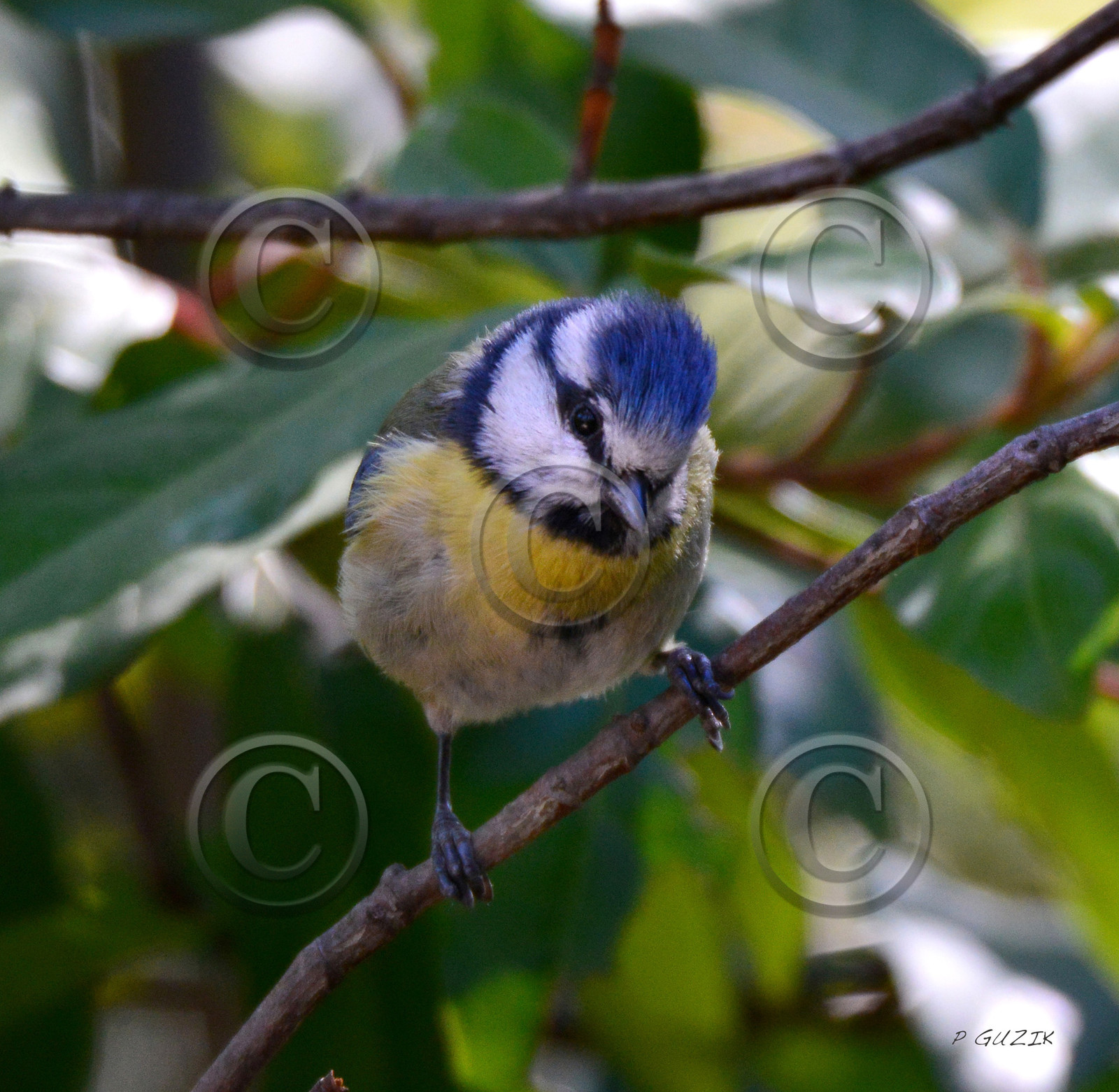 MISE A  JOUR  en cours