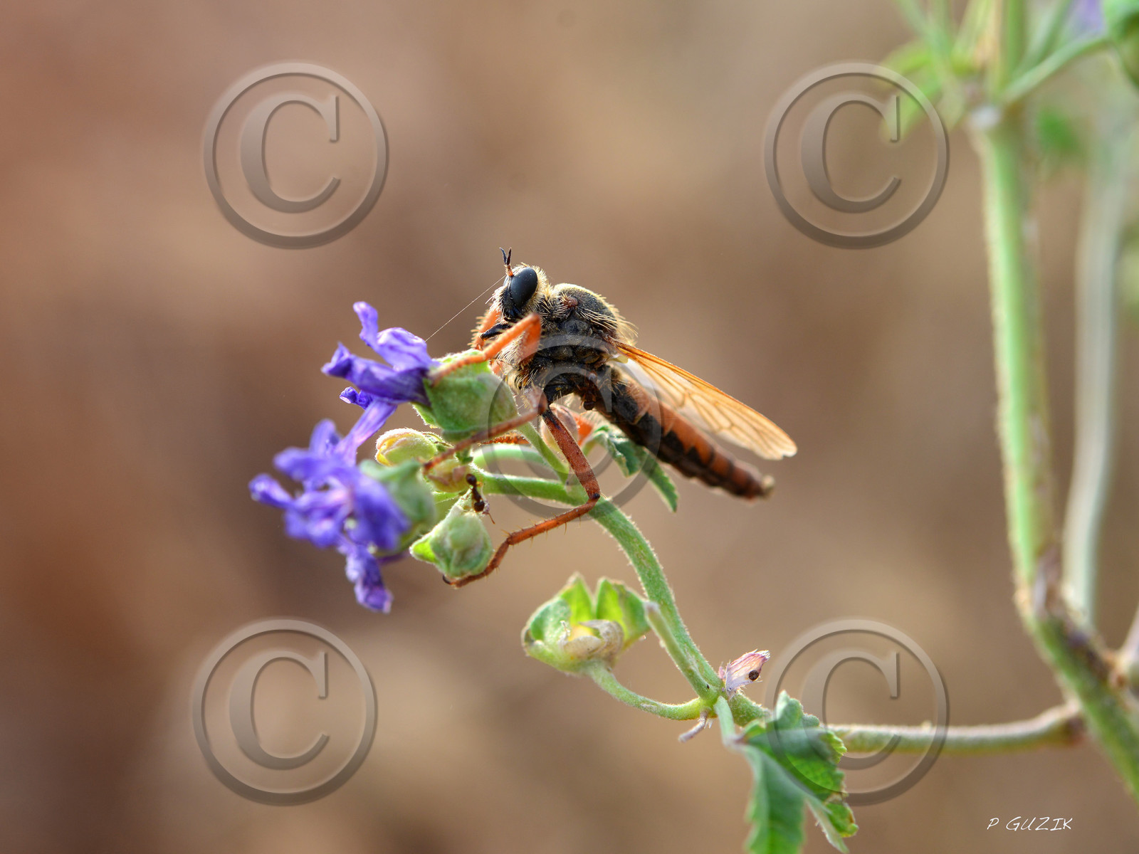 MISE A  JOUR  en cours