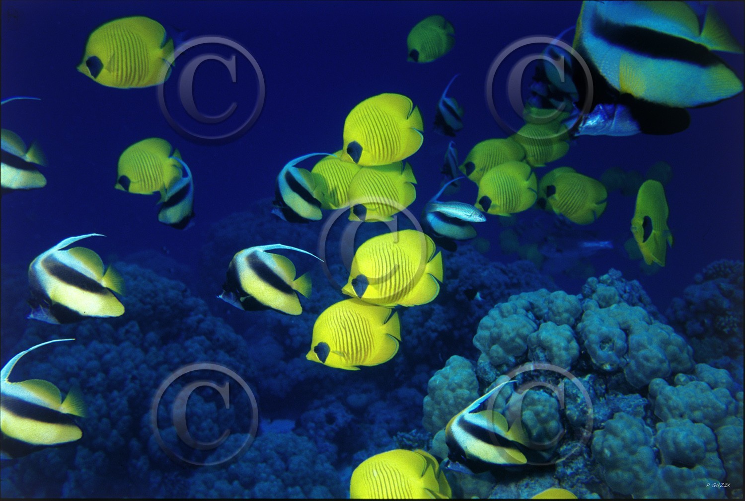 ref-576-120x80-poisson citron mer-rouge-copie.jpg