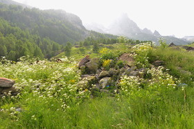 DANS LES ALPES DU SUD  , LE QUEYRAS