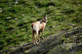 montagne haute alpes ,queyras, mercantour,alpes de haute provence,alpes maritime