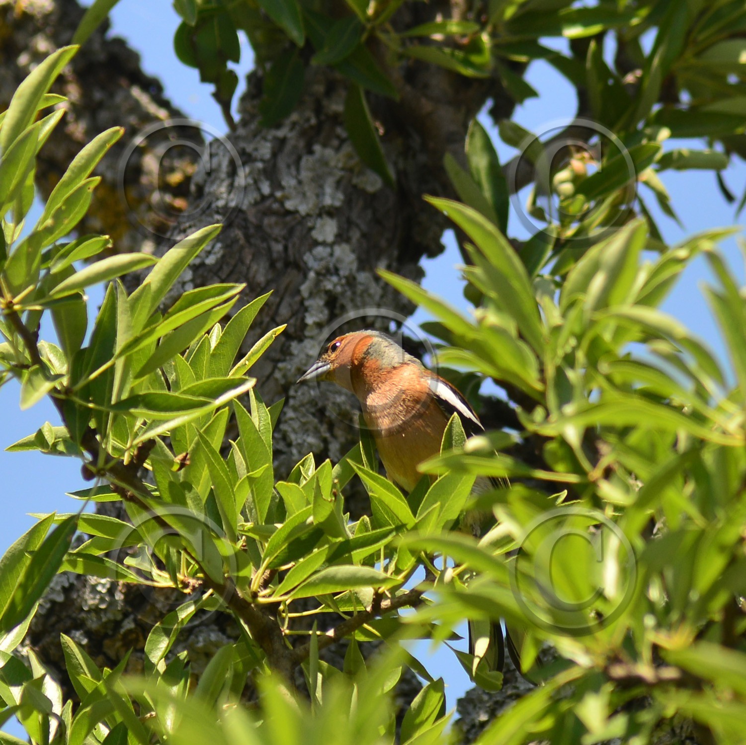 Photo de la sainte baume
