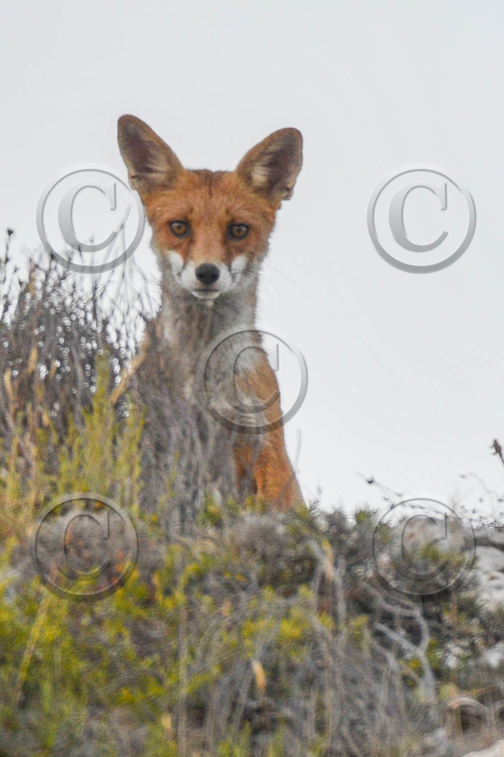 MISE A  JOUR  en cours