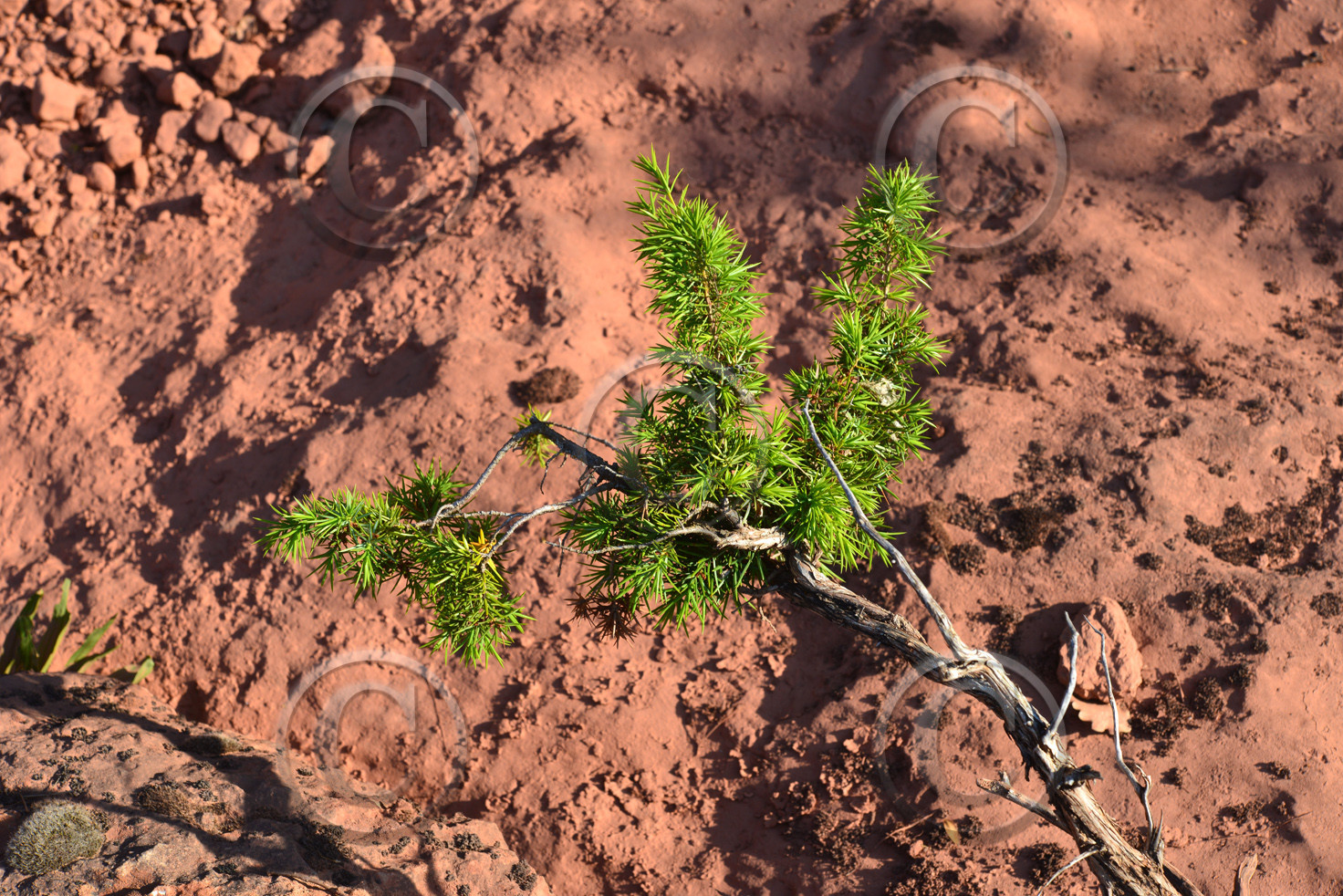 Photo de la sainte baume