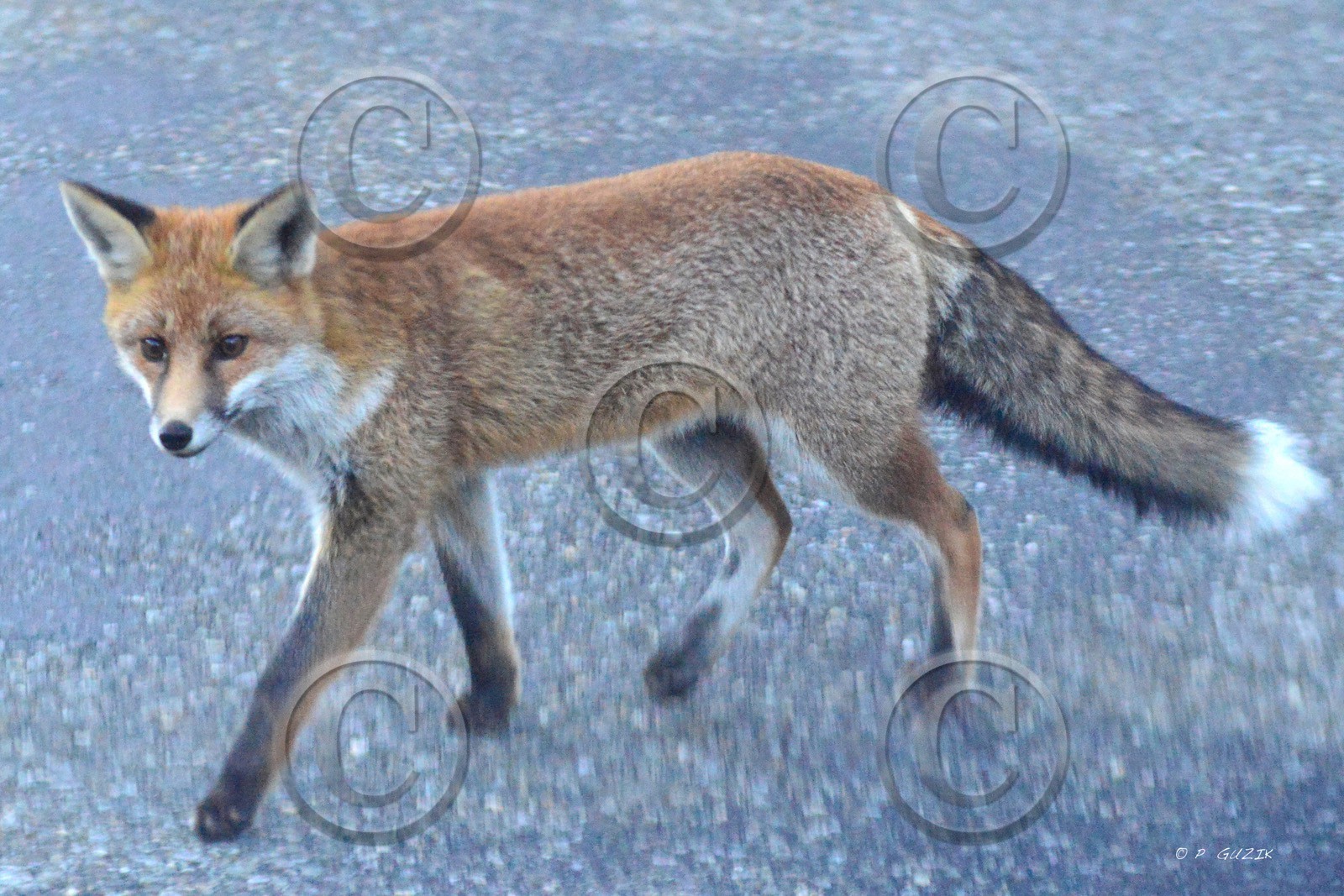 MISE A  JOUR  en cours