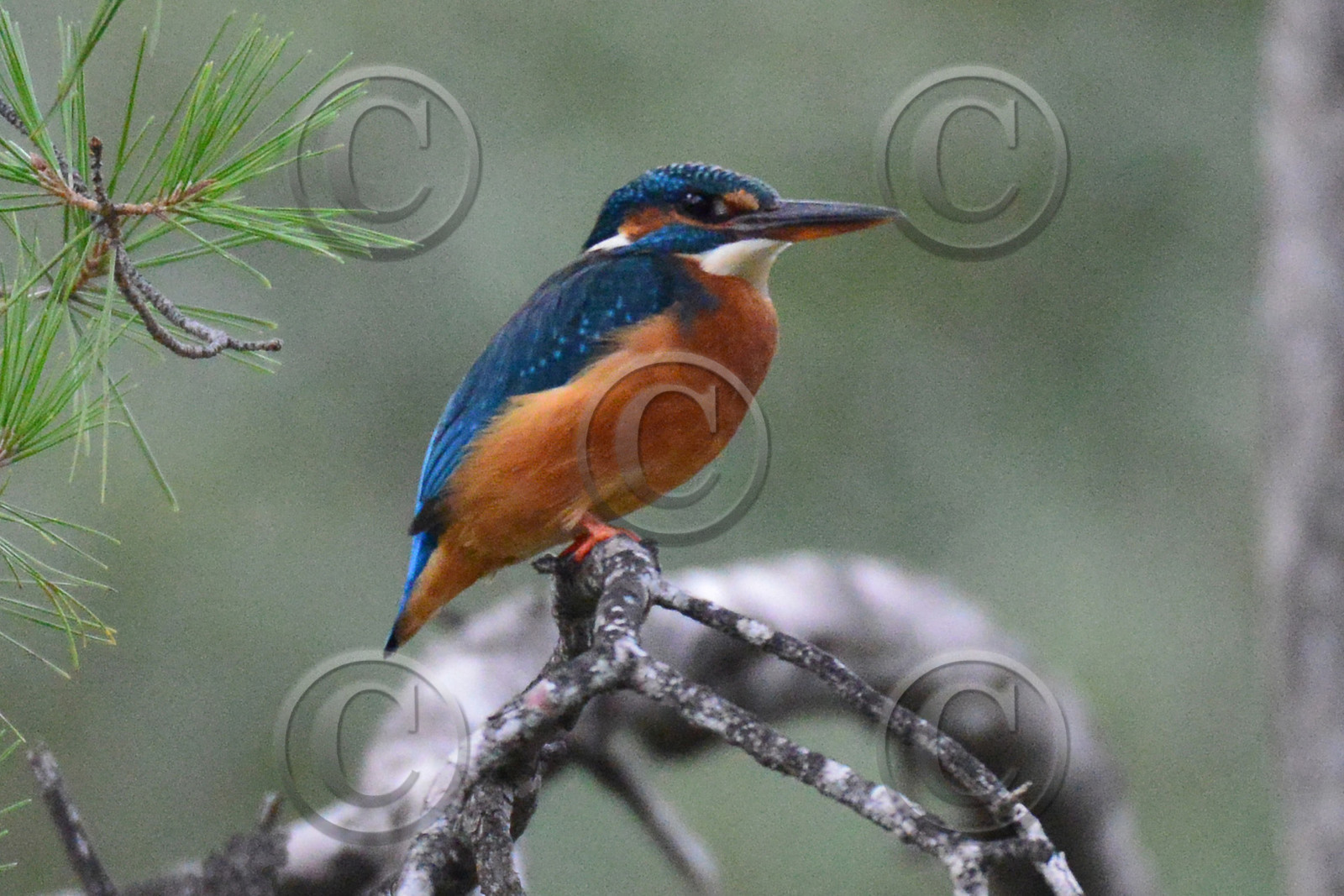 MISE A  JOUR  en cours