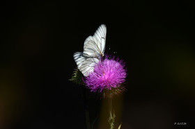 MISE A  JOUR  en cours