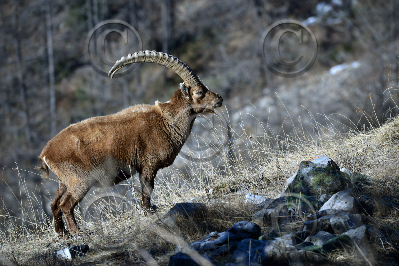 bouquetin-haute-alpes-de-provence-bouquetin-183.jpg
