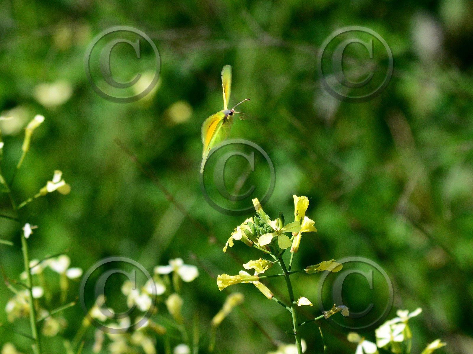 MISE A  JOUR  en cours