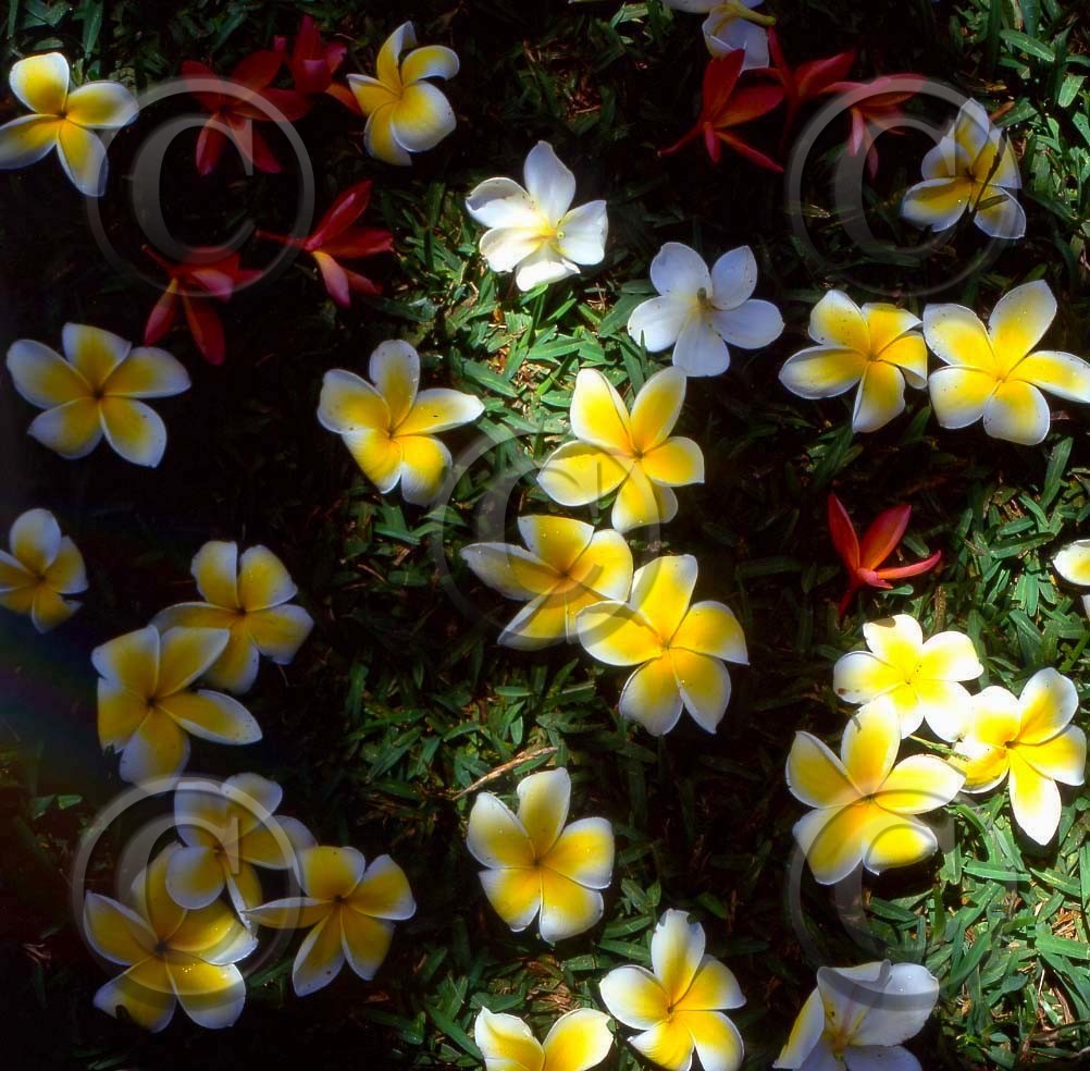 Heureux anniversaire pour ce  6 juillet ....