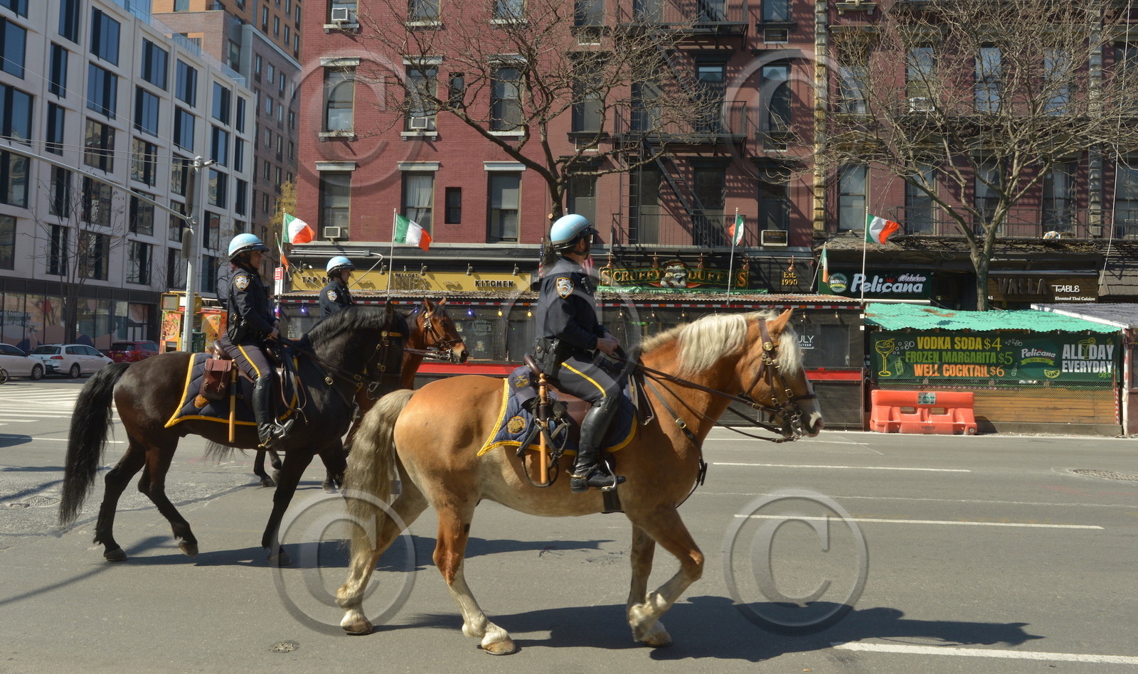 Barry le hibou rayé est à New York