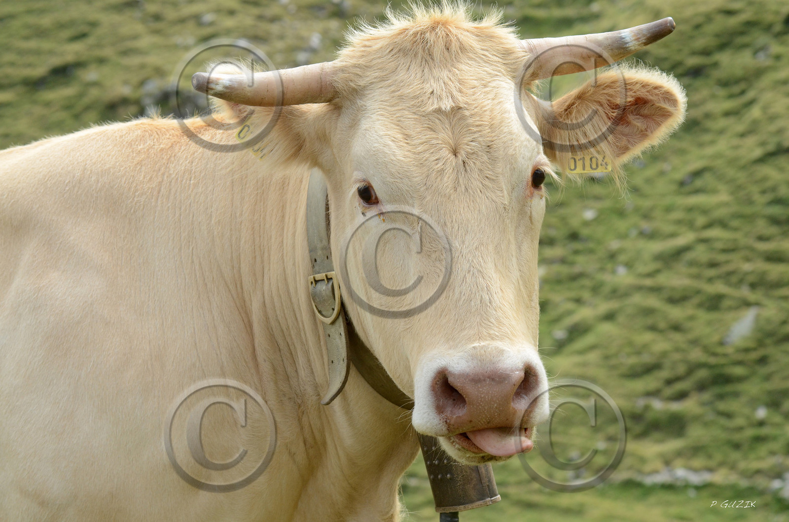 montagne haute alpes ,queyras, mercantour,alpes de haute provence,alpes maritime