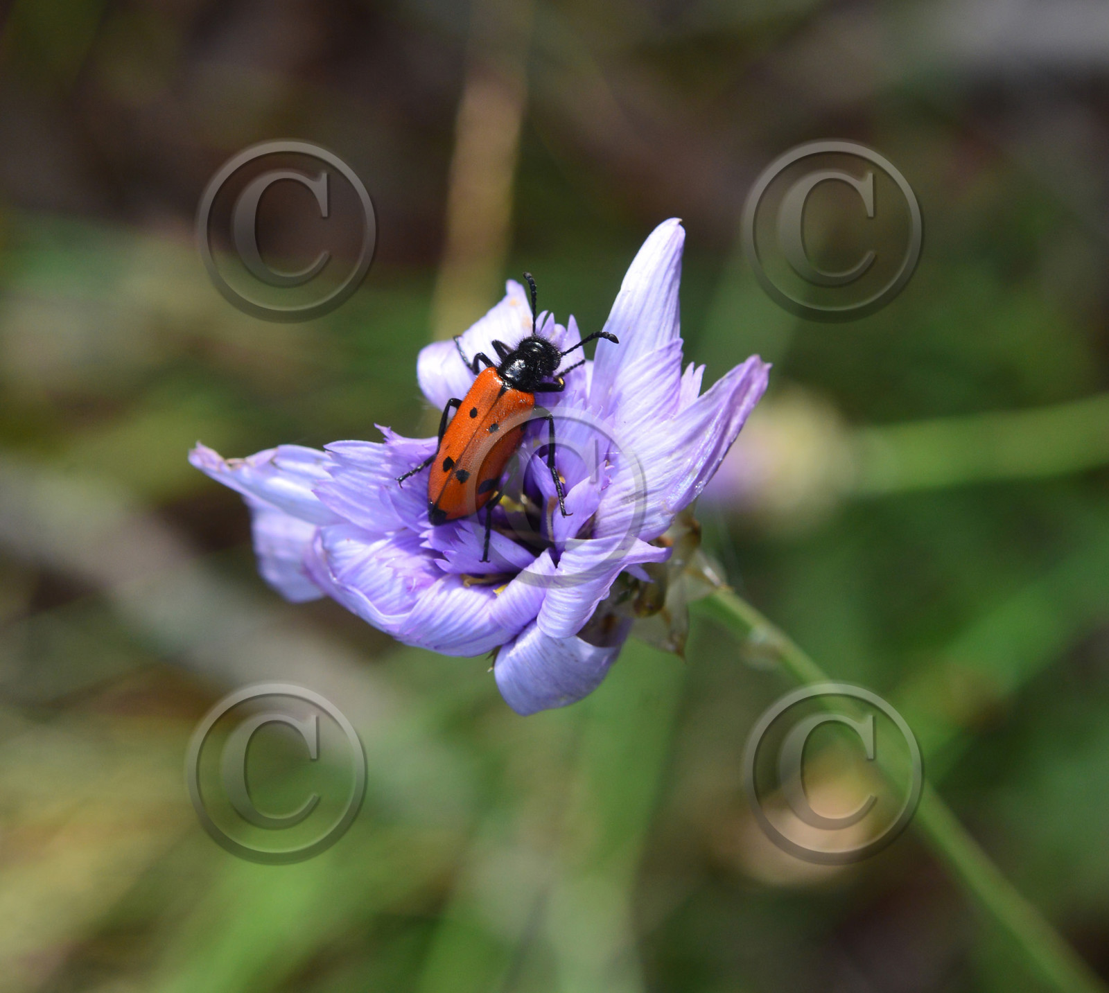 Photo de la sainte baume