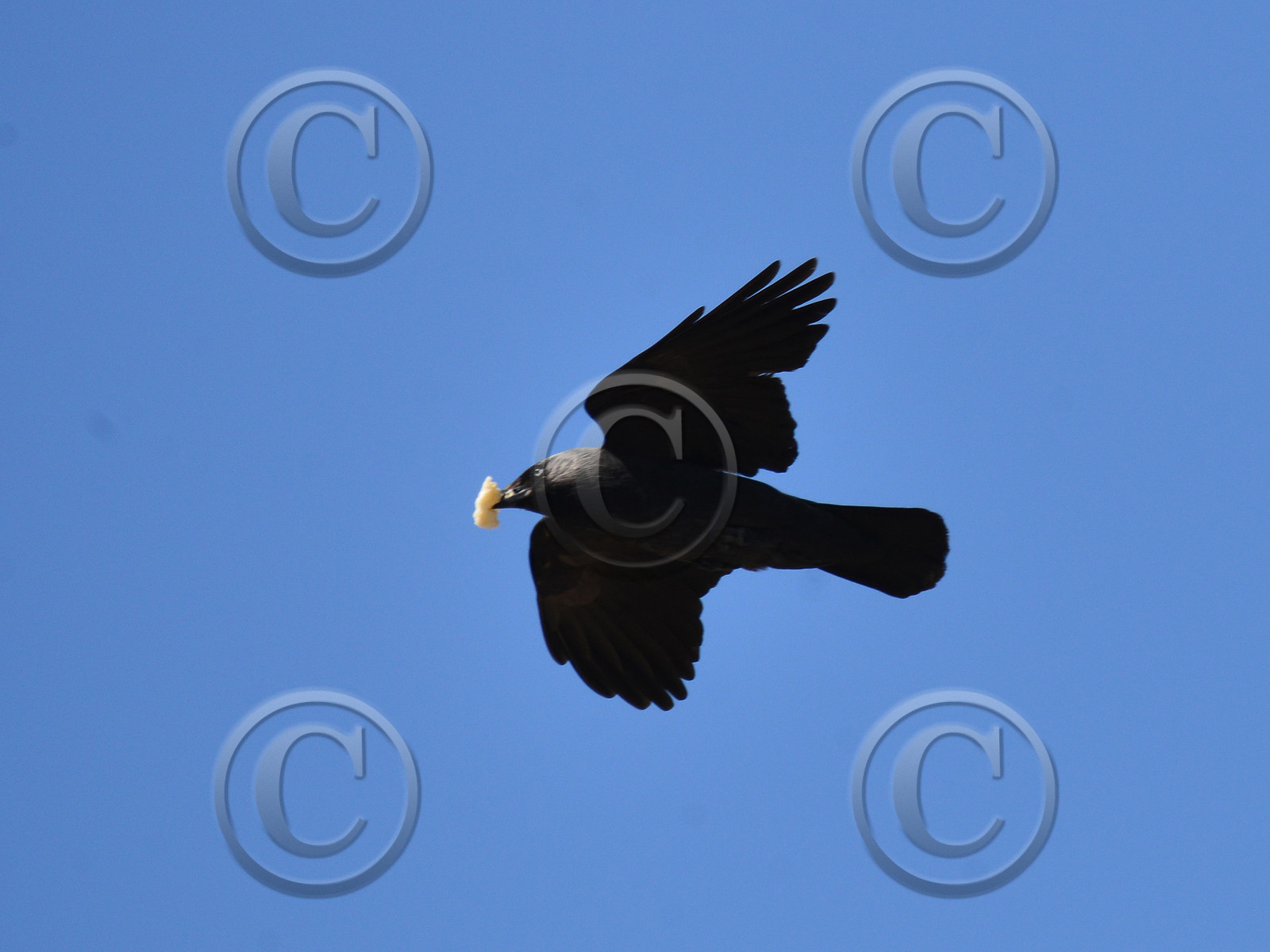 MISE A  JOUR  en cours