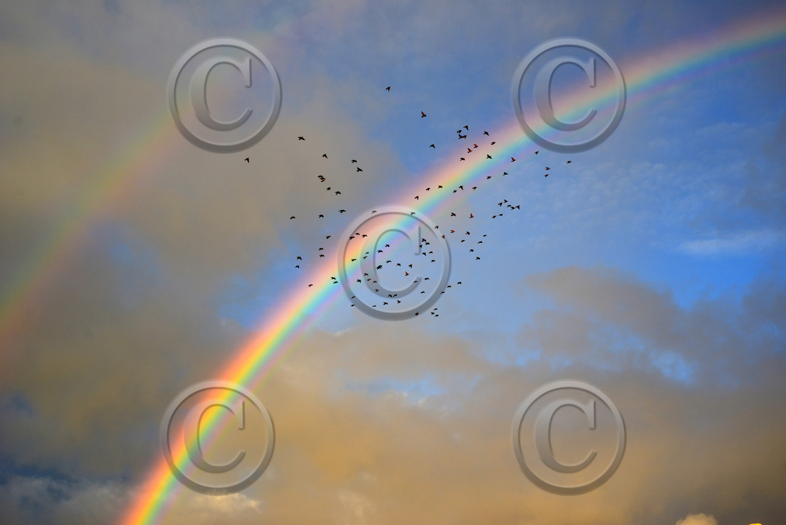 arc-en-ciel-goudes-tiboulen-088-copie.jpg