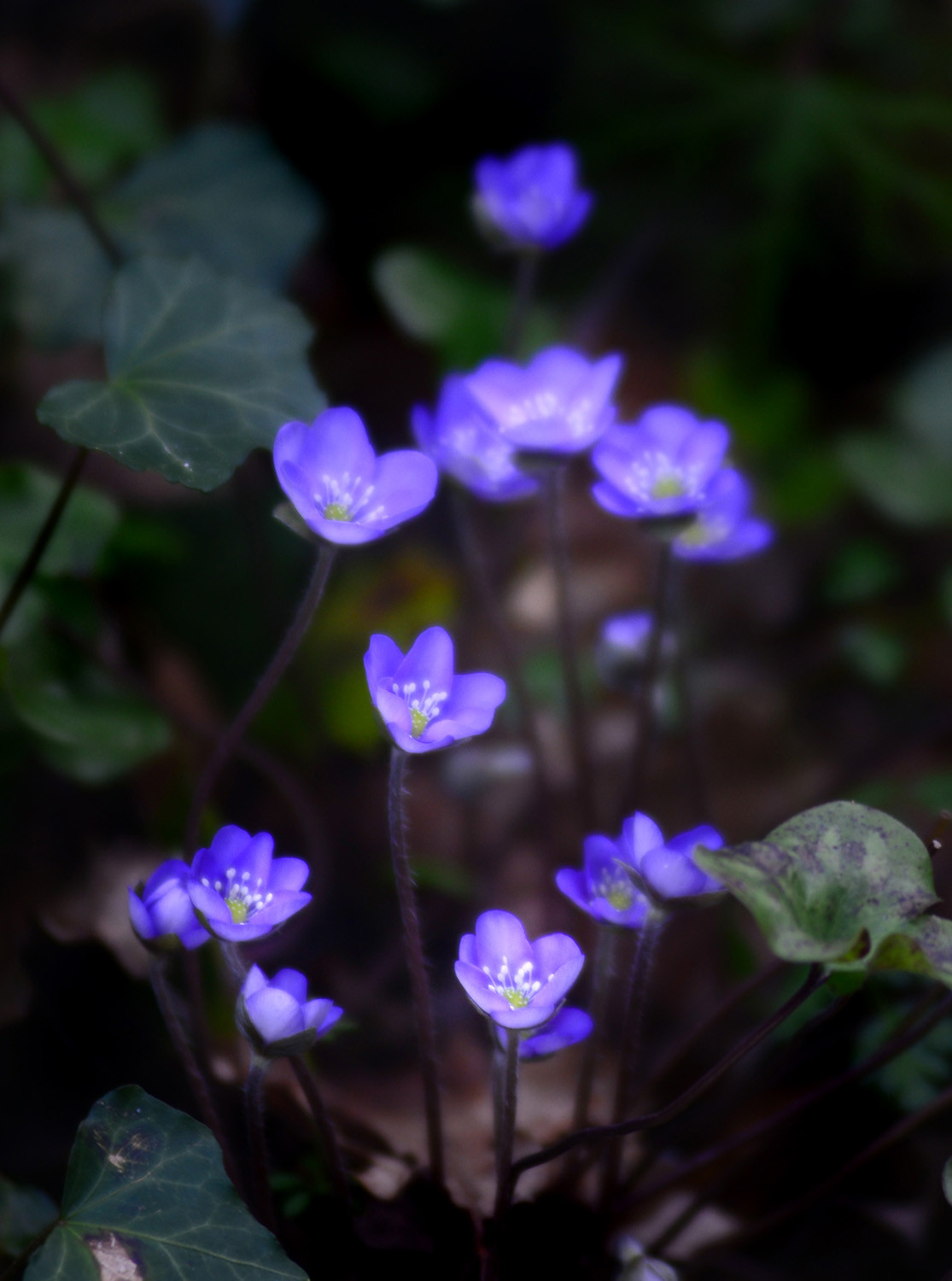 Photo de la sainte baume