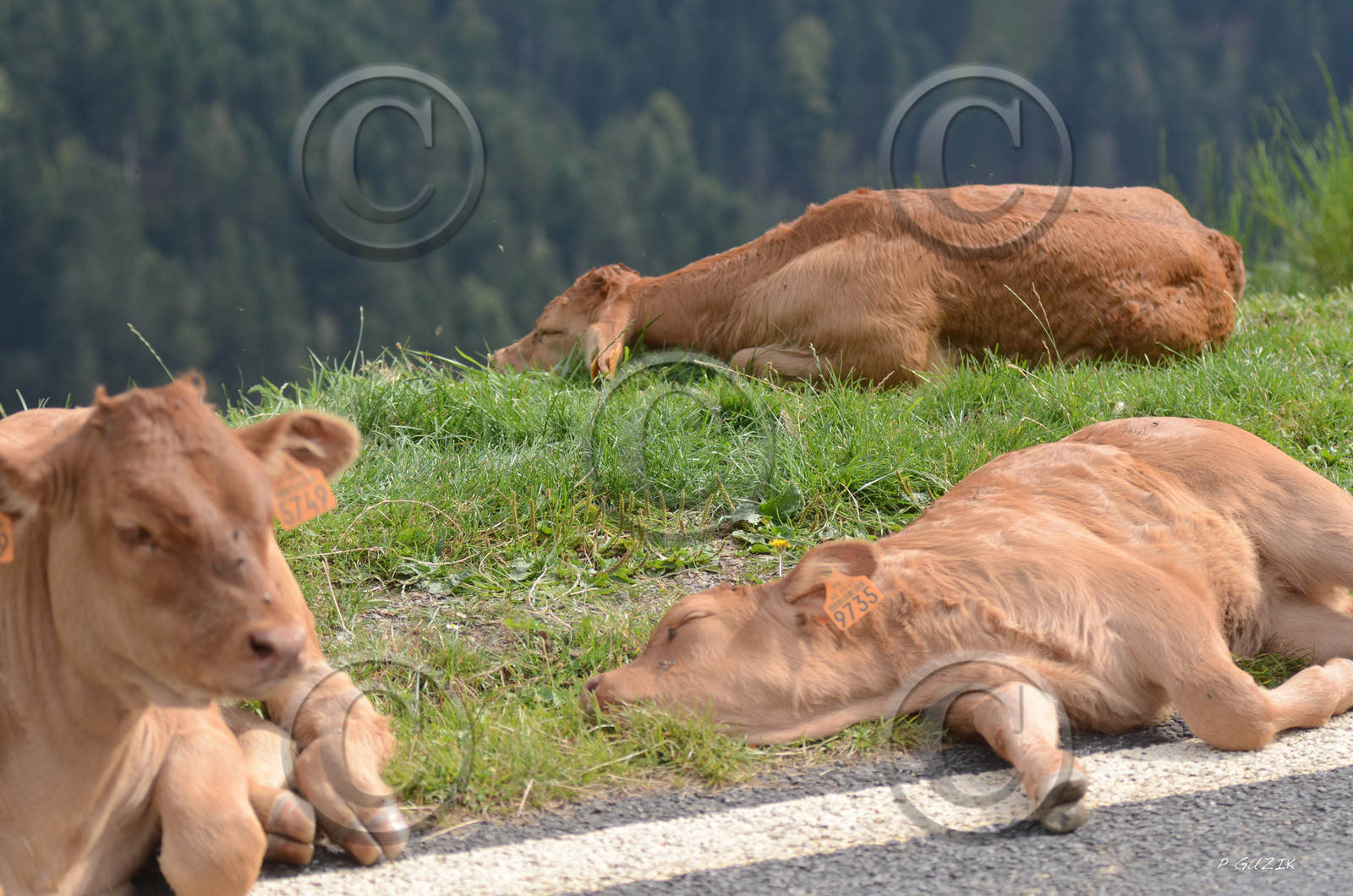 montagne haute alpes ,queyras, mercantour,alpes de haute provence,alpes maritime