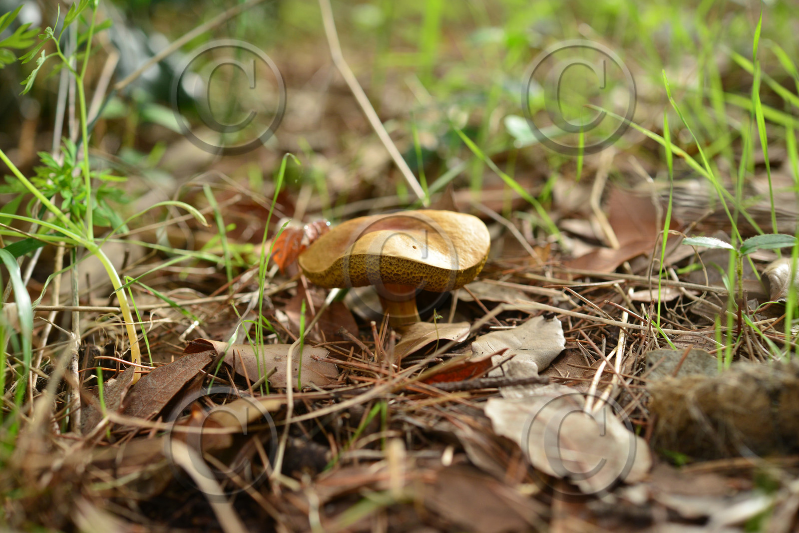 MISE A  JOUR  en cours