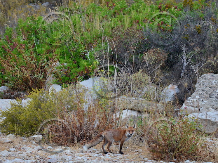 renard des calanques