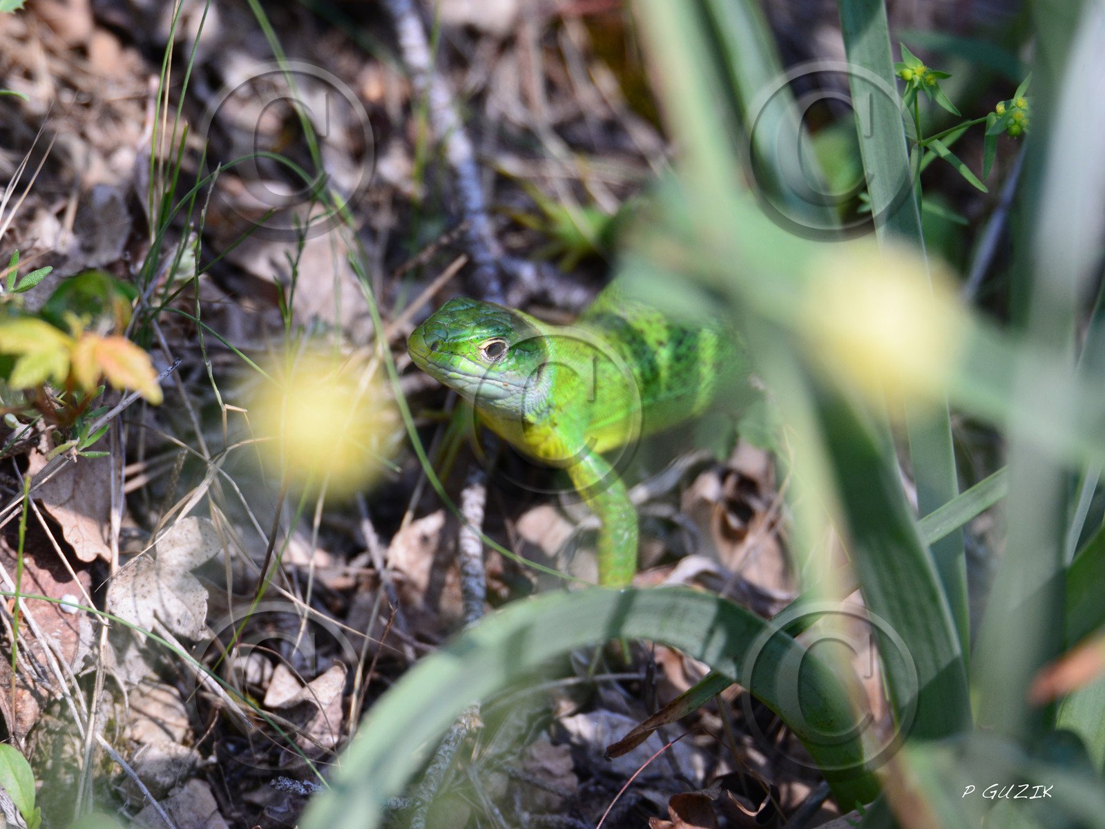 MISE A  JOUR  en cours