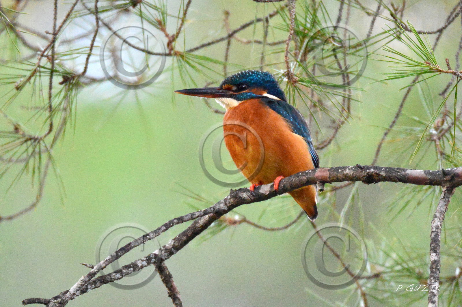 MISE A  JOUR  en cours