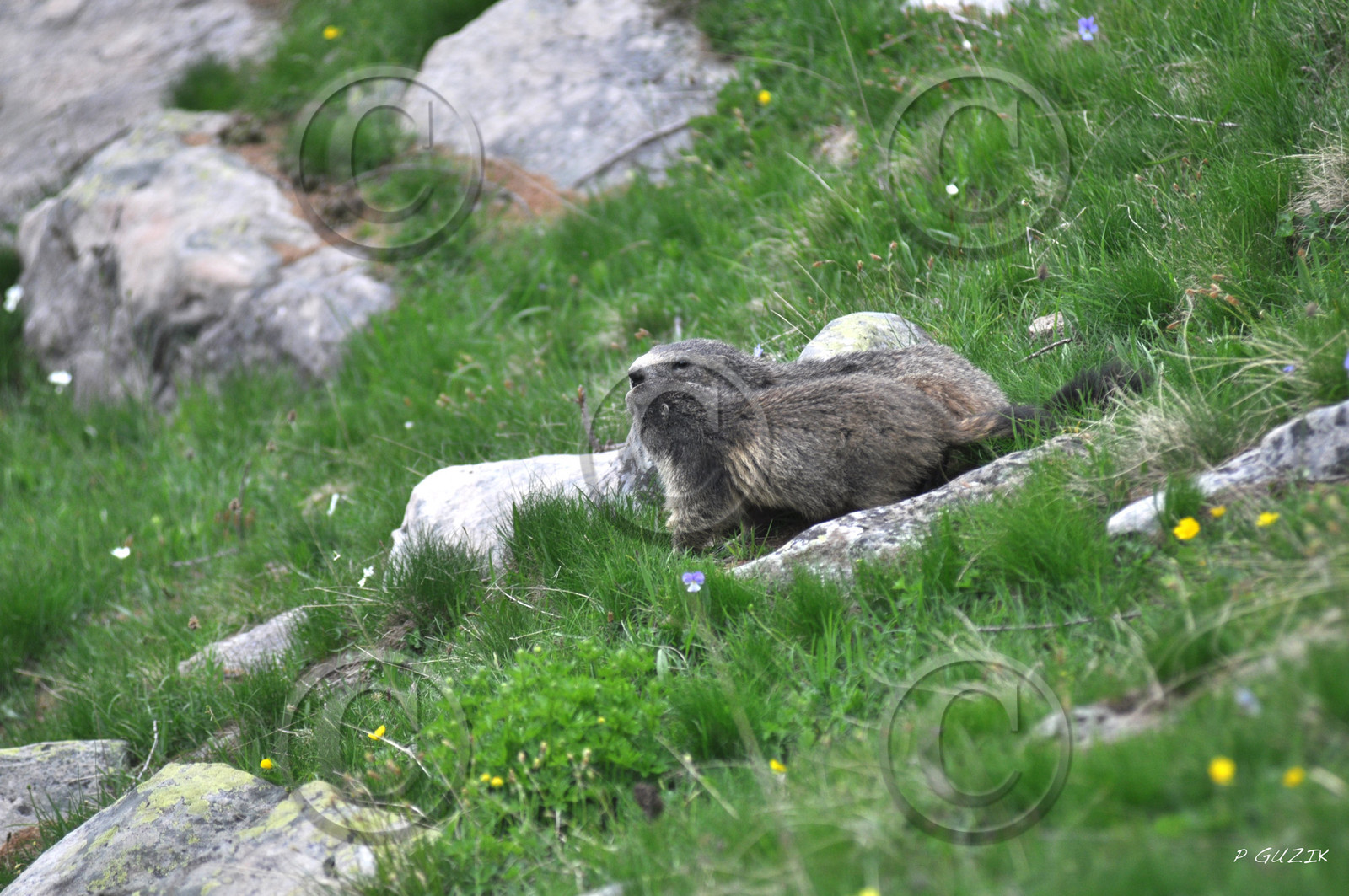 MISE A  JOUR  en cours