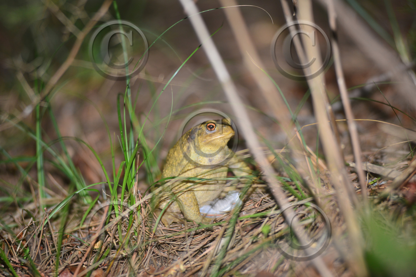 MISE A  JOUR  en cours