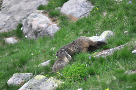 faune-montagne-provence-marmotte-dsc_5936.jpg