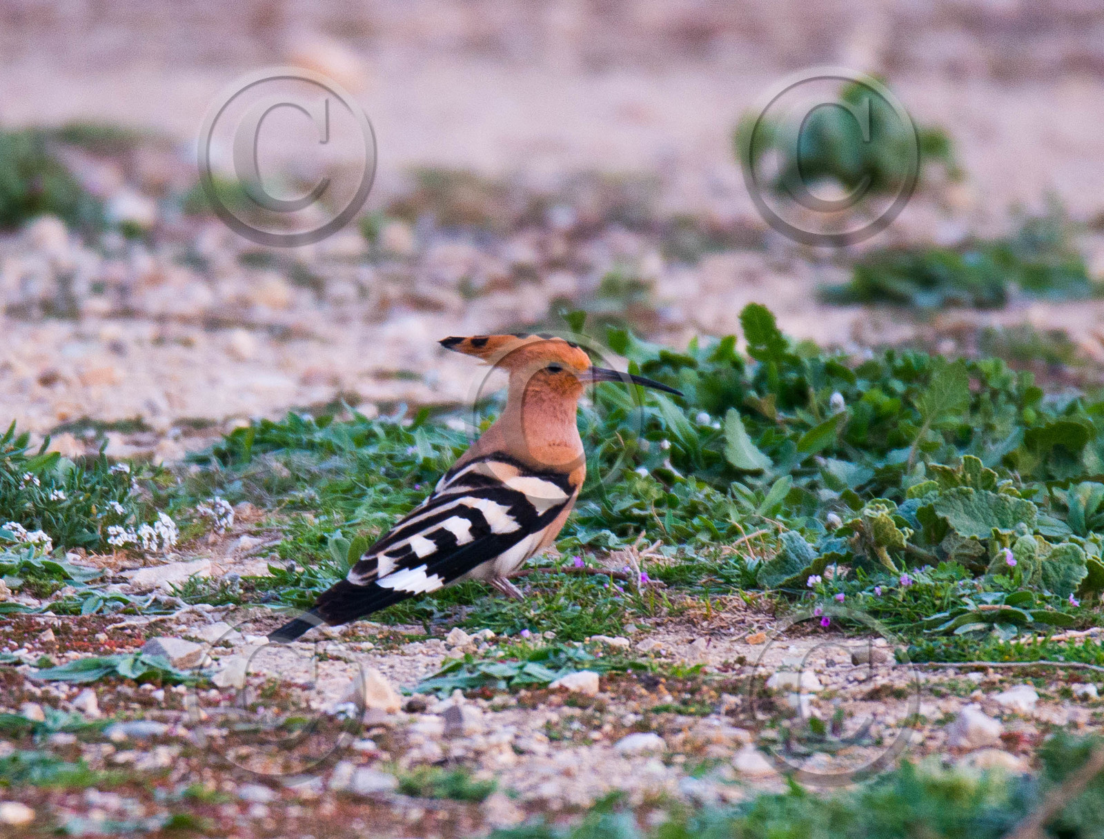 MISE A  JOUR  en cours