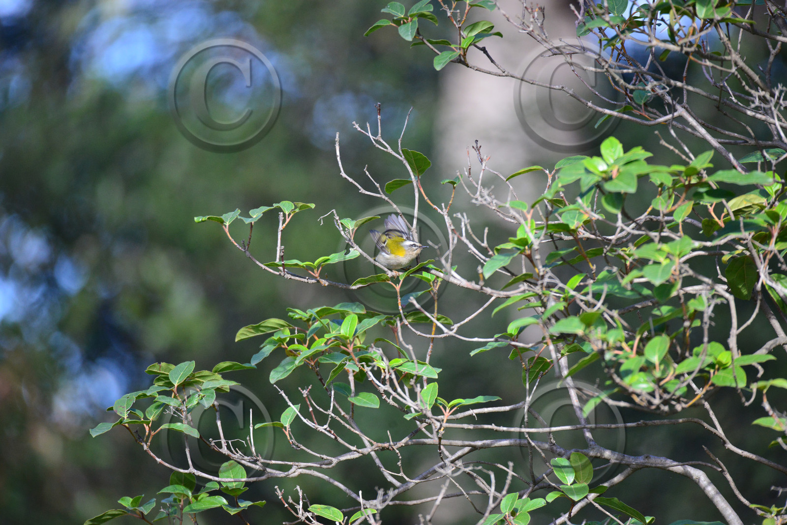 MISE A  JOUR  en cours