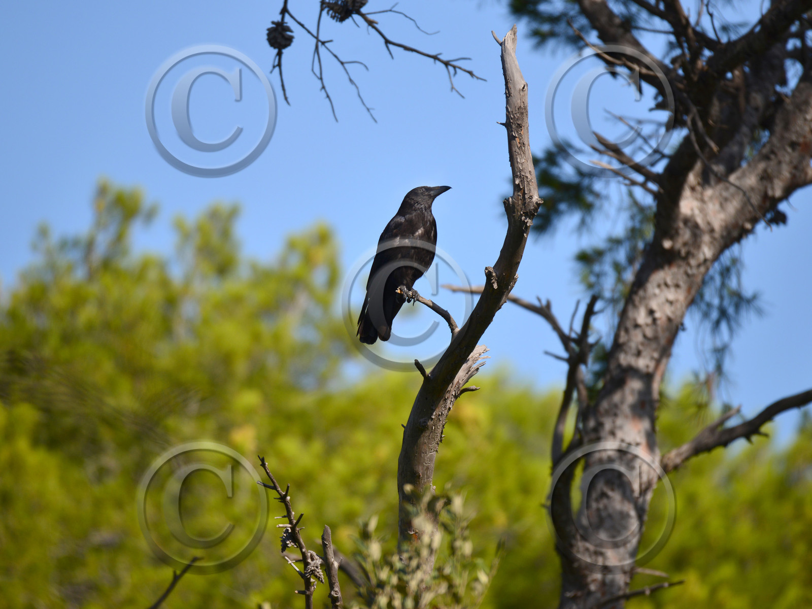 MISE A  JOUR  en cours