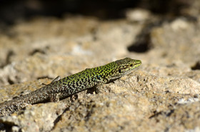 MISE A  JOUR  en cours