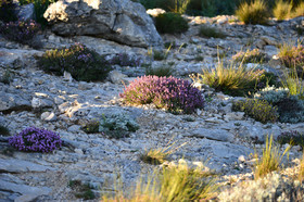 Photo de la sainte baume