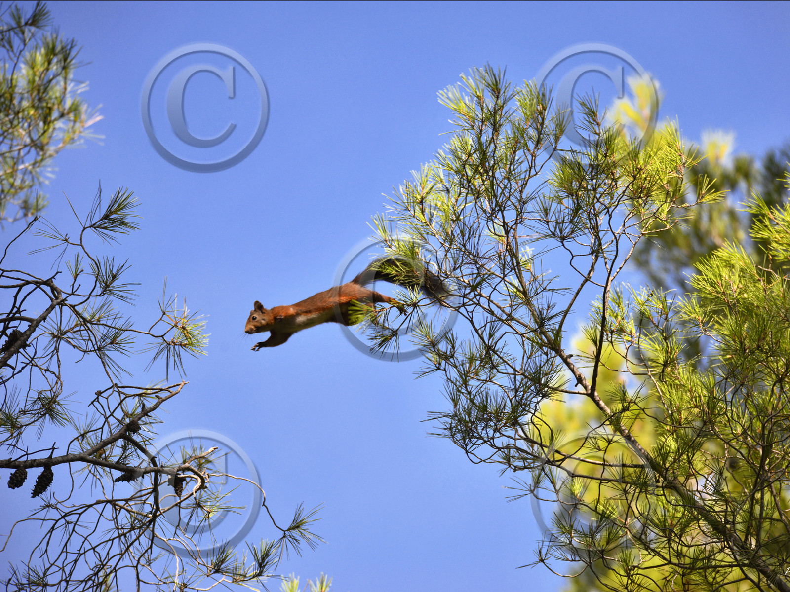 MISE A  JOUR  en cours