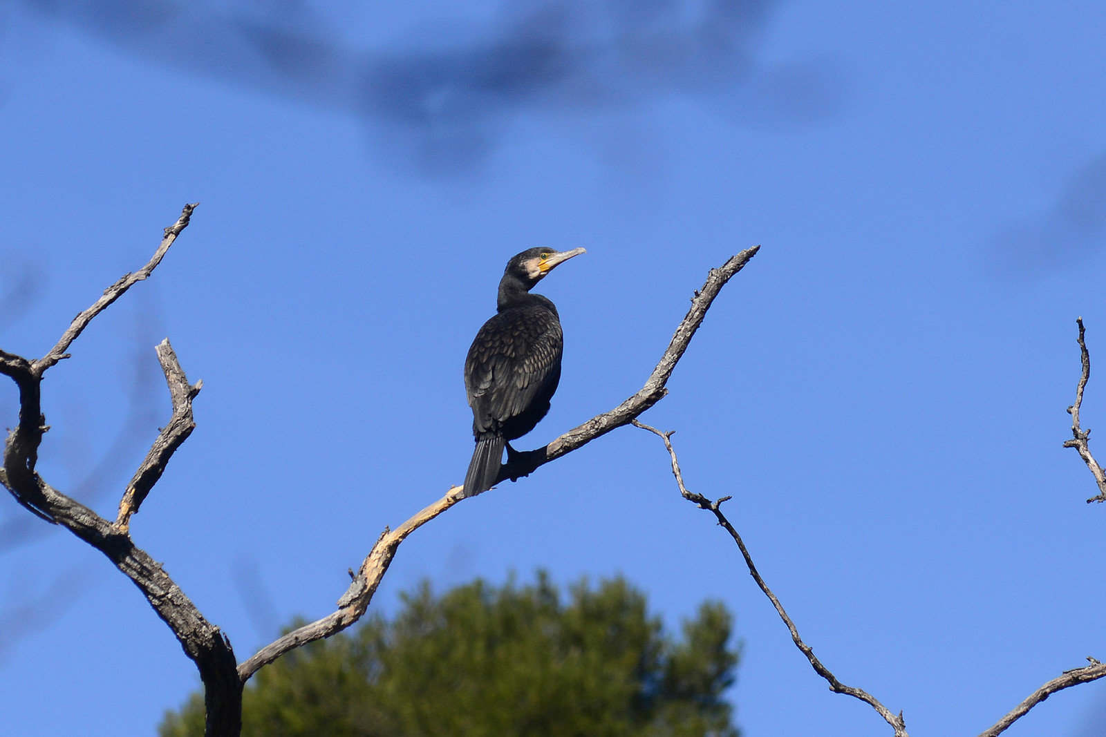 Photo de la sainte baume