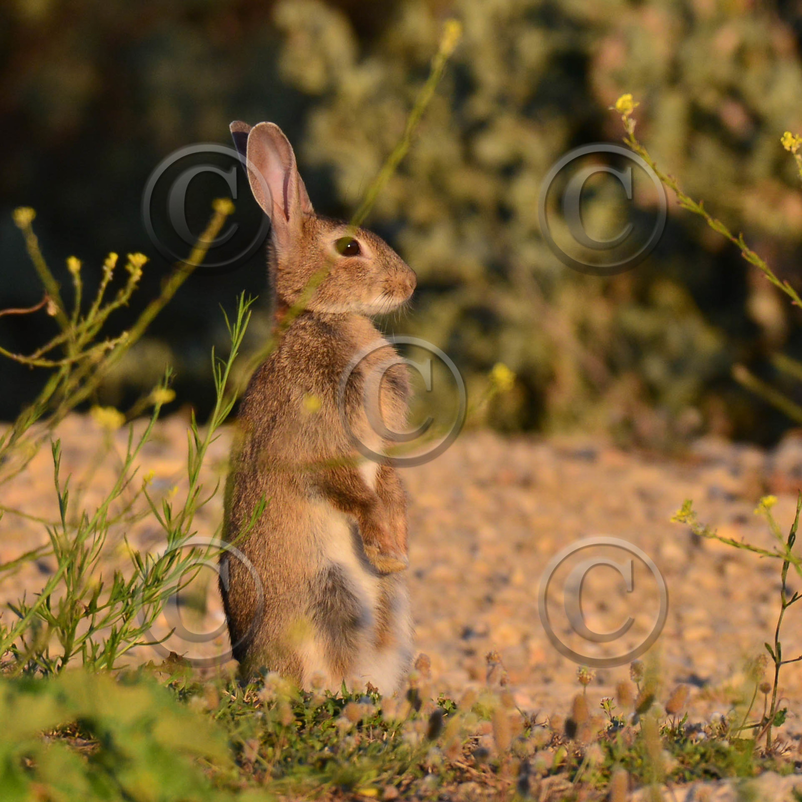 MISE A  JOUR  en cours