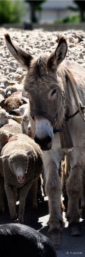 Selection format 20X60 cm