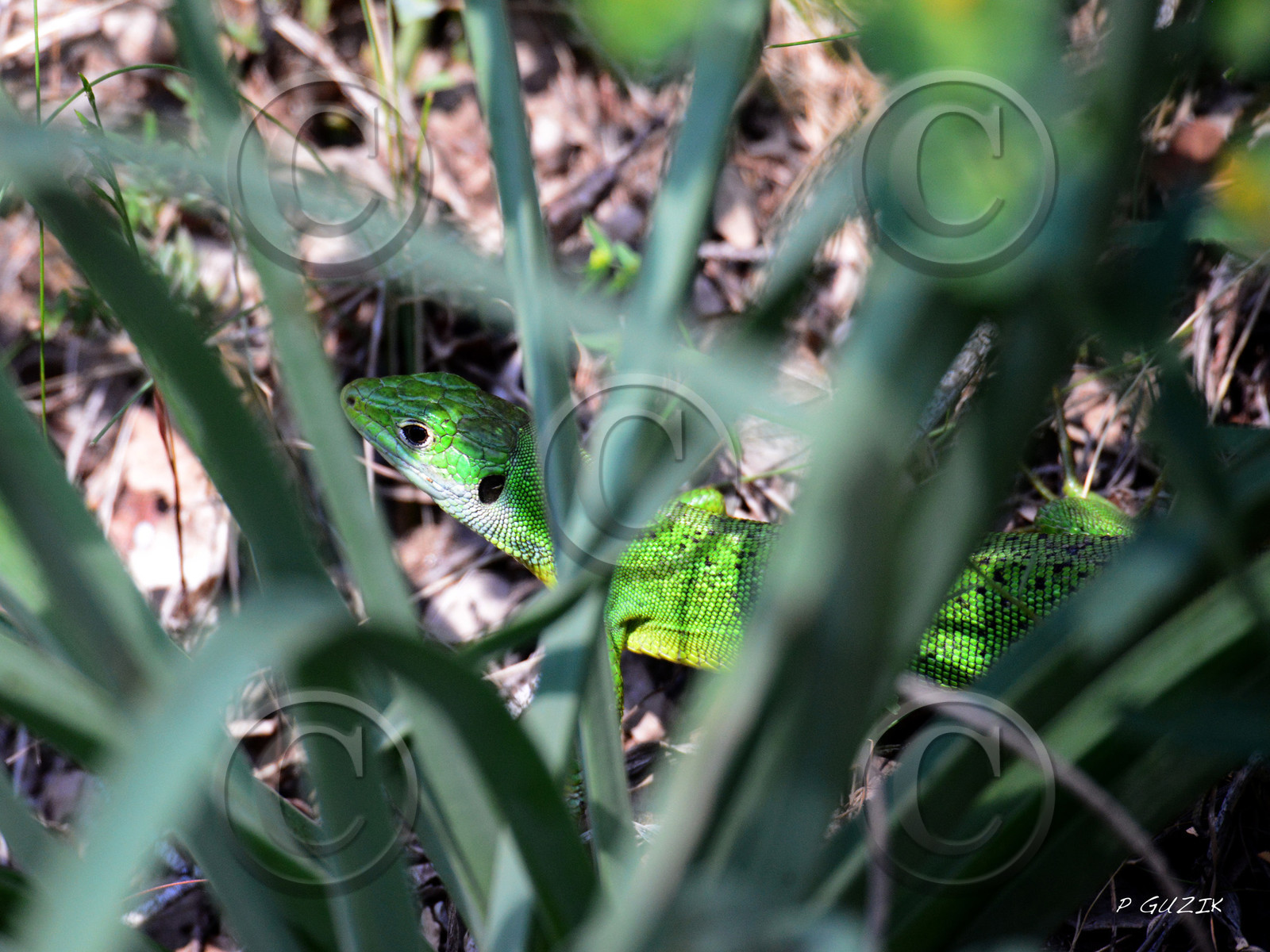 MISE A  JOUR  en cours