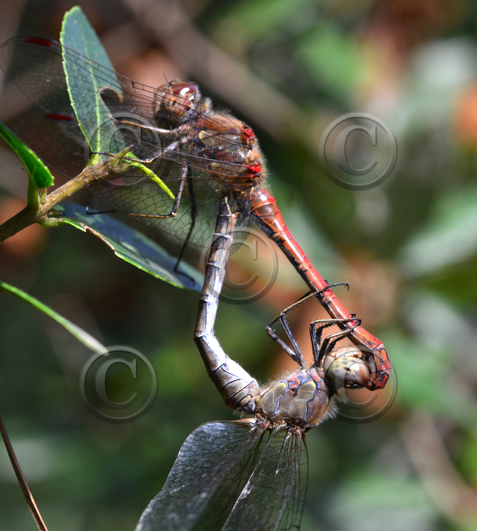 MISE A  JOUR  en cours