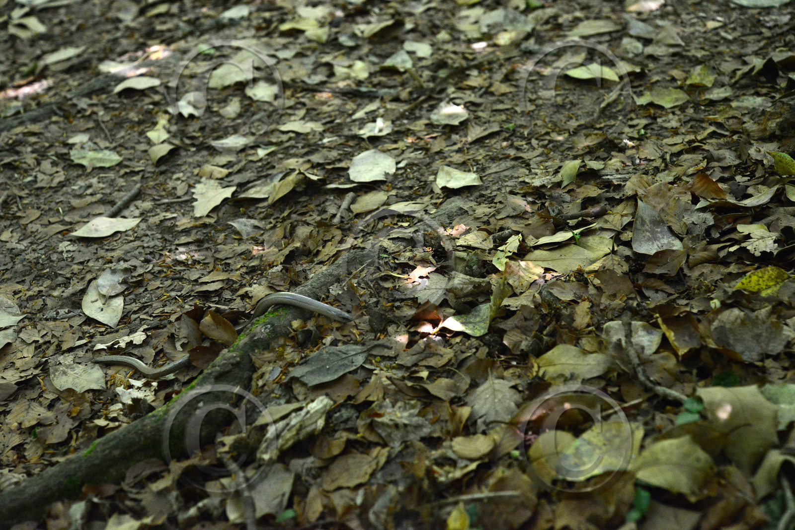 MISE A  JOUR  en cours