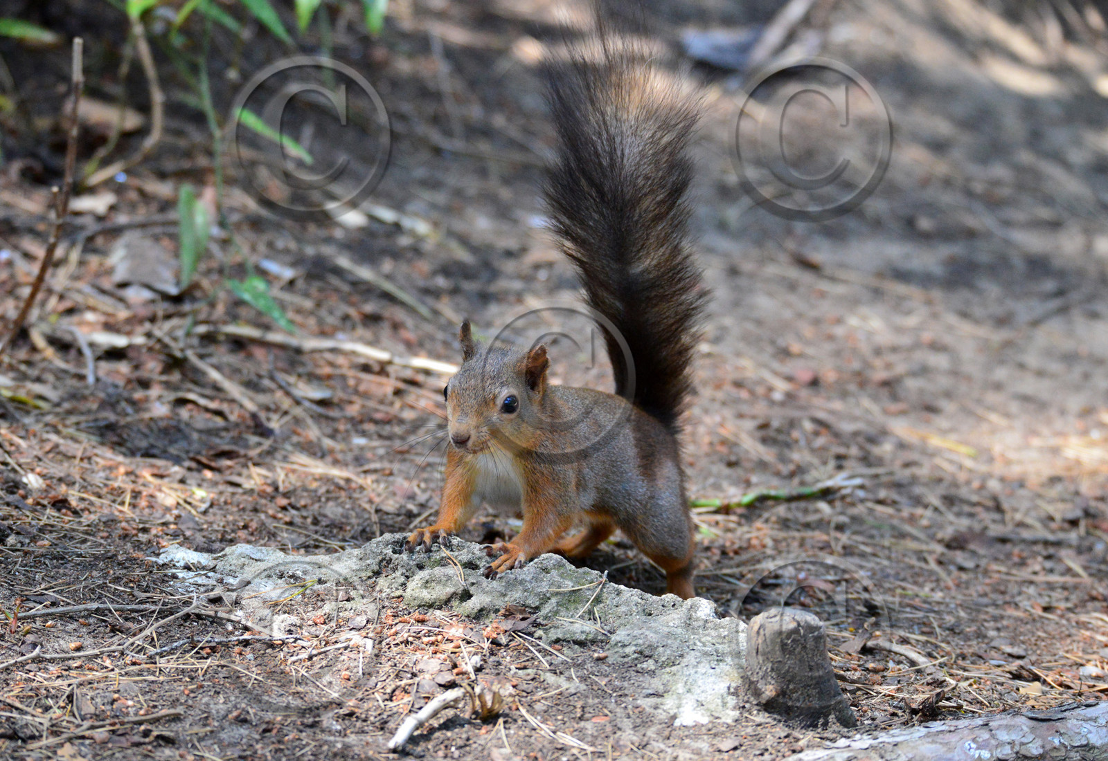 MISE A  JOUR  en cours